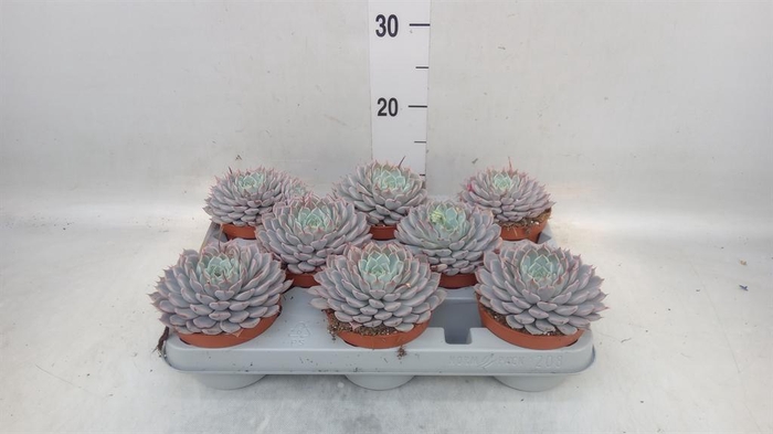 <h4>Echeveria cuspidata</h4>