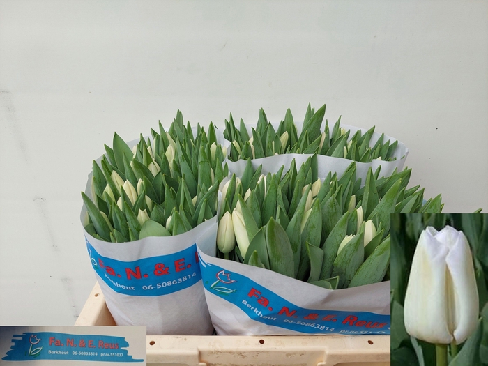 <h4>TU EN SNOWBOARD</h4>