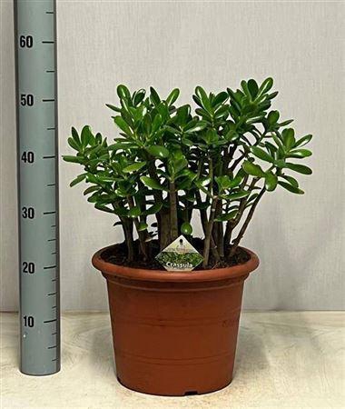 <h4>Crass Ovata</h4>