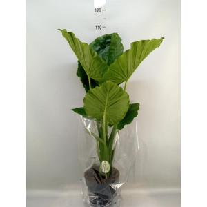 Alocasia gageana