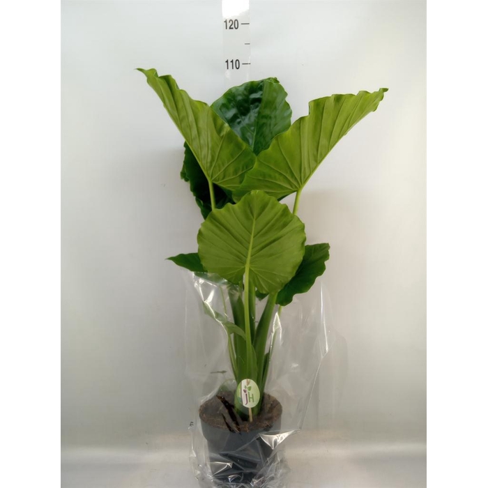 <h4>Alocasia gageana</h4>