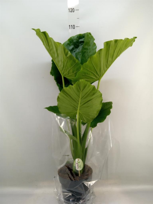 <h4>Alocasia gageana</h4>
