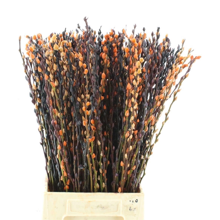 <h4>SALIX OV KLB H%</h4>