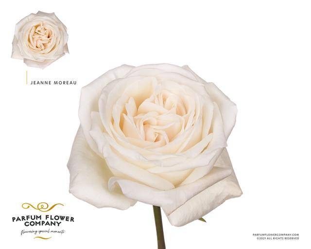 Rosa garden jeanne moreau