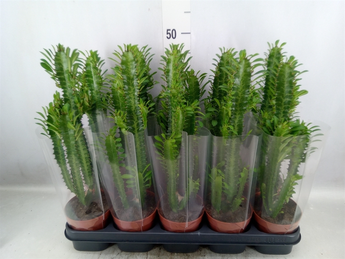 <h4>Euphorbia trigona</h4>