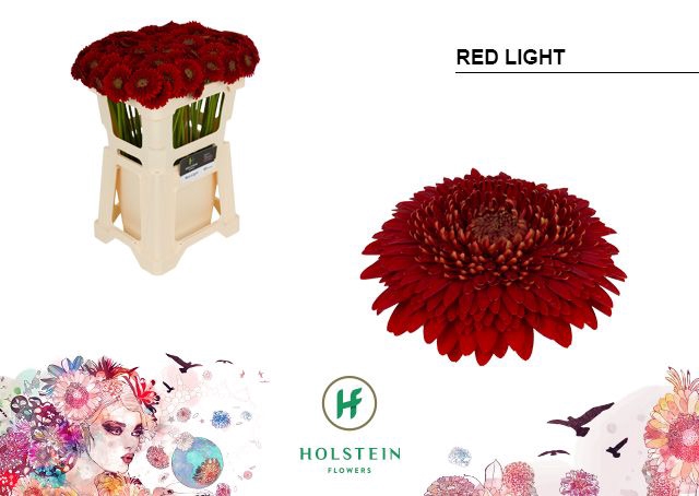 <h4>Germini Pomponi Red Light Water</h4>