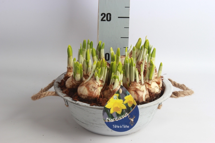 <h4>ARR NARCISSUS</h4>