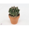 FEROCACTUS TOWNSENDI