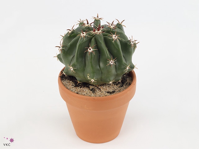 FEROCACTUS TOWNSENDI