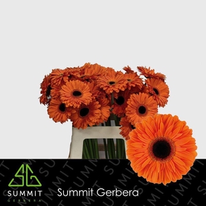 Gerbera Dutch Pride Water x40 Lang