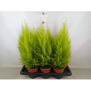 Cupressus macro. 'Goldcrest Wilma'