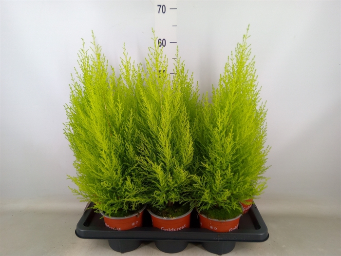 <h4>Cupressus macro. 'Goldcrest Wilma'</h4>