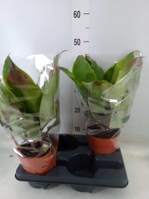 <h4>Aechmea tayoensis</h4>