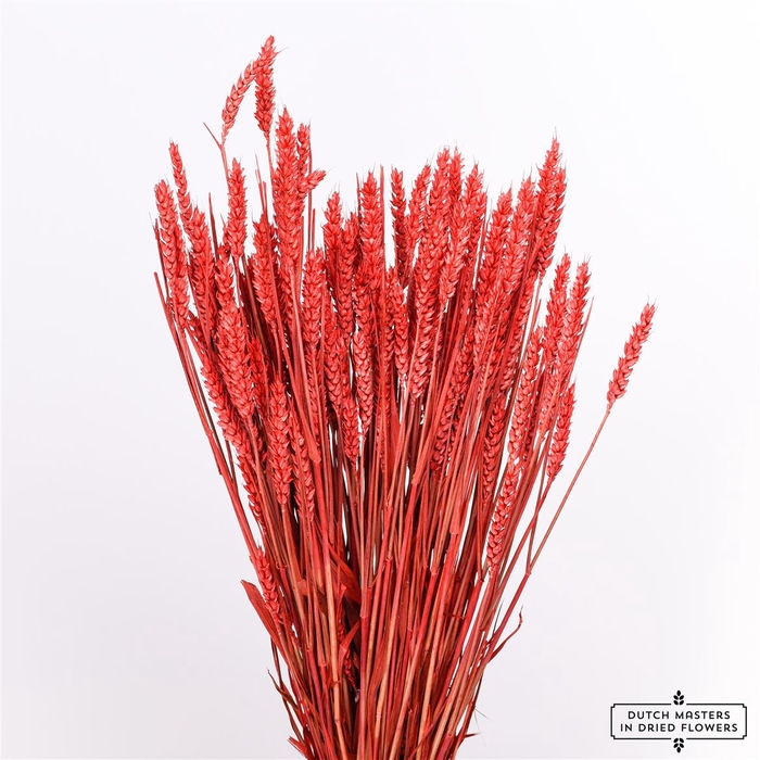 Dried Triticum X5 Red Bunch