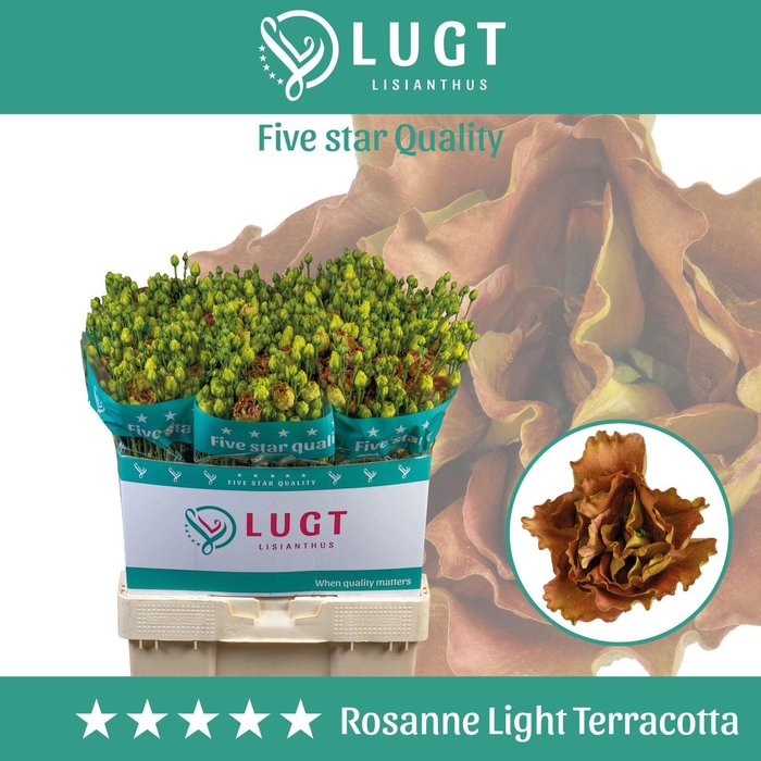 <h4>LIS G ROSANNE LIGHT TERRACOTTA</h4>