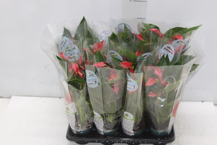 <h4>ANTHURIUM TRILLIONS RED P06</h4>