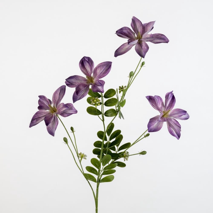 <h4>AF Clematis x4 L92cm purple</h4>