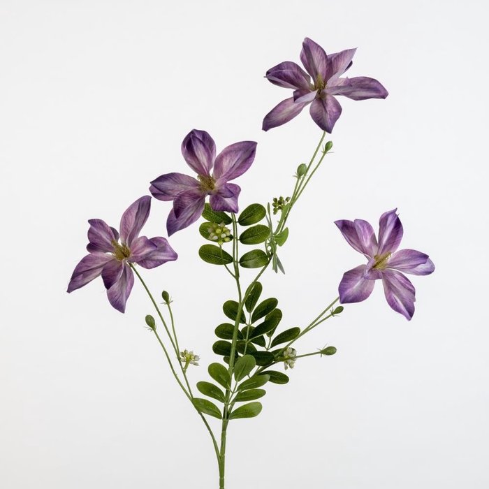 <h4>AF Clematis x4 L92cm purple</h4>