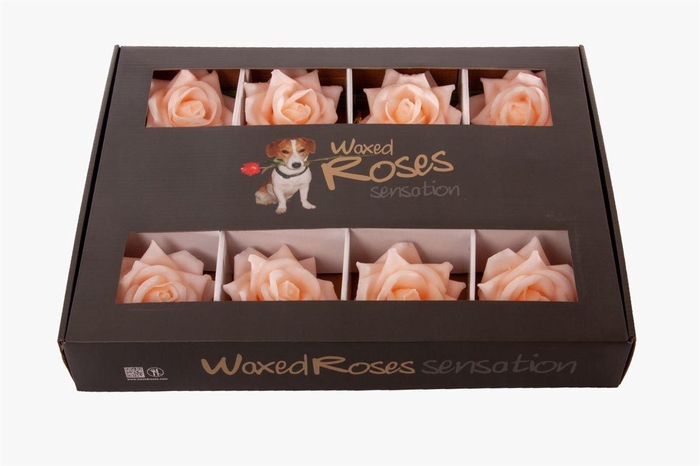 <h4>R Wax 110 Oceana in ds</h4>