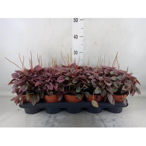 Peperomia caperata 'Cayenne'