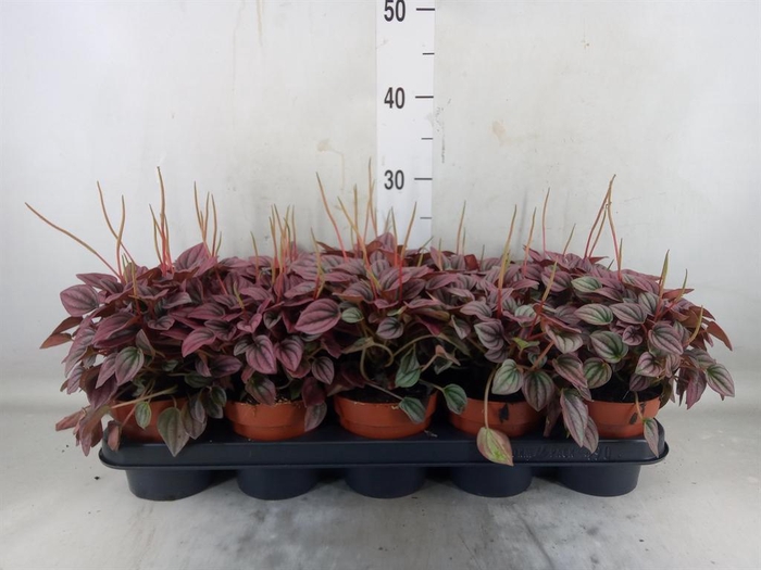 <h4>Peperomia caperata 'Cayenne'</h4>
