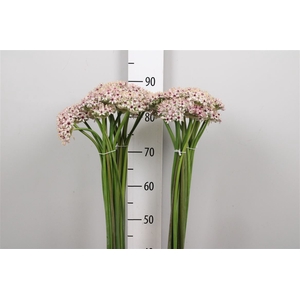 Allium Silverspring