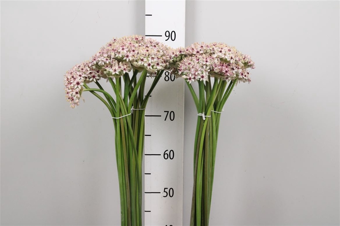 <h4>Allium Silverspring</h4>