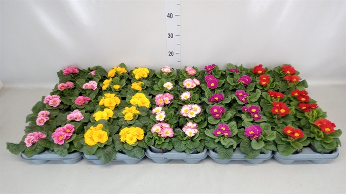 <h4>Primula ac.   ...</h4>