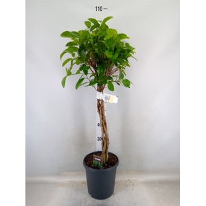 Ficus microcarpa 'Moclame'