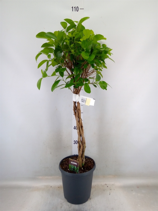 <h4>Ficus microcarpa 'Moclame'</h4>