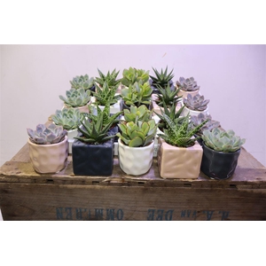 arr8 Succ Gem 5 Srt In Keramiek