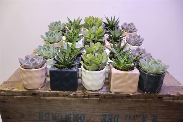 <h4>arr8 Succ Gem 5 Srt In Keramiek</h4>