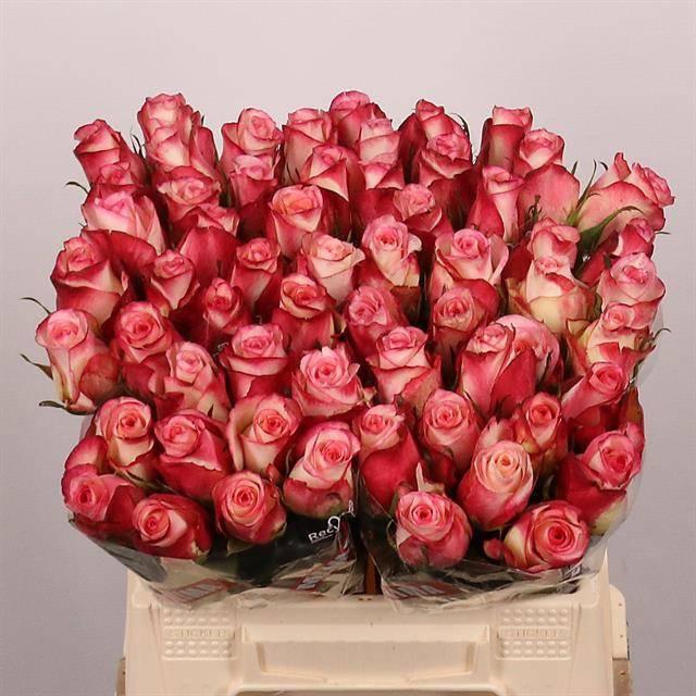 <h4>R GR SPARK CONDOR</h4>