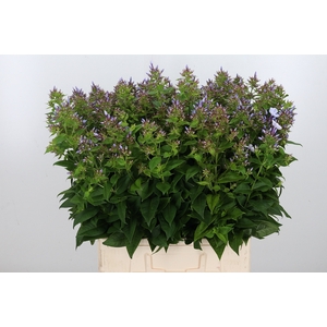 Phlox P Miss Lolita Lavendel