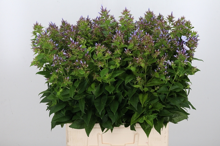 <h4>Phlox P Miss Lolita Lavendel</h4>