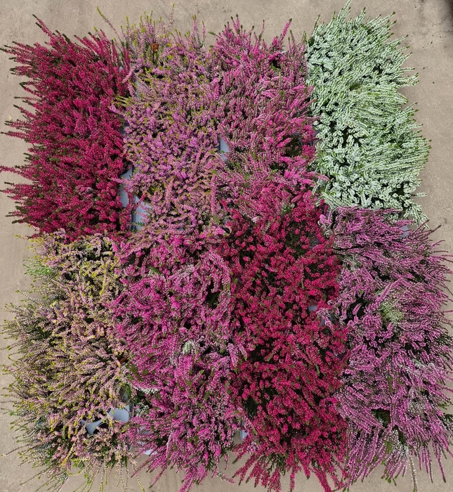 <h4>CALLU MIXK 6 KL</h4>