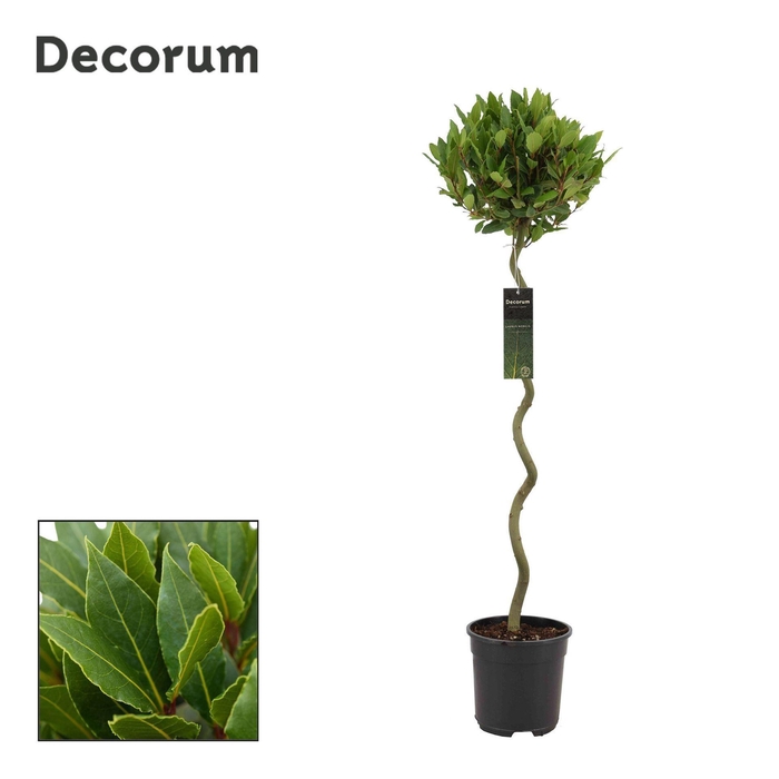 <h4>Laurus nobilis</h4>