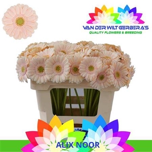 Ge Mi Alix Noor