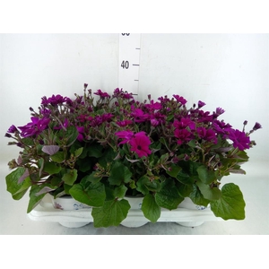 Pericallis cr. 'Mandala Magenta'