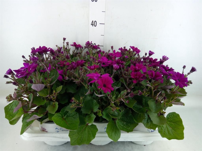 <h4>Pericallis cr. 'Mandala Magenta'</h4>