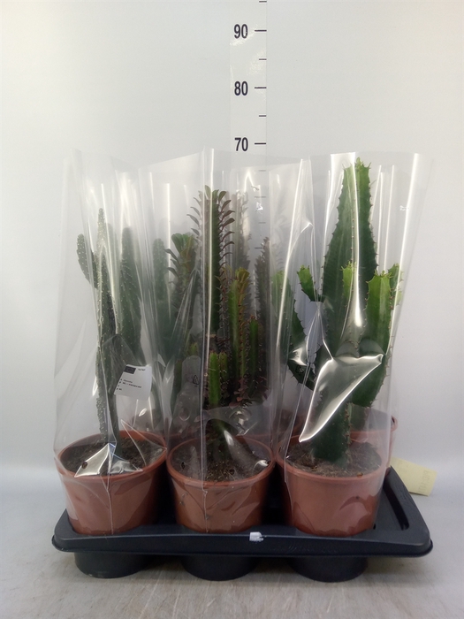 <h4>Cactus   ...mix  3</h4>