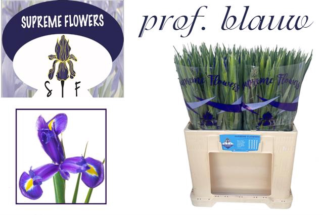 IRIS PROF BLAAUW