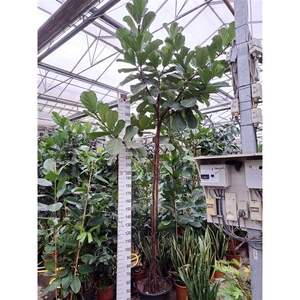 Ficus Lyrata multistam 350