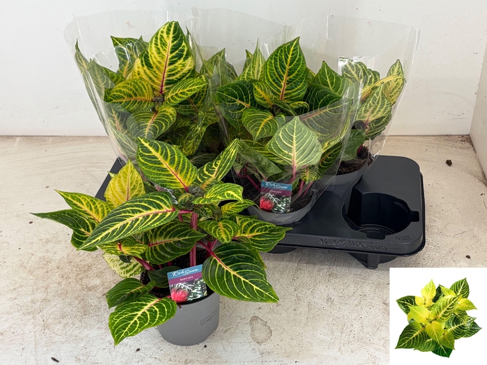 <h4>IRESINE R GOLDSTAR</h4>