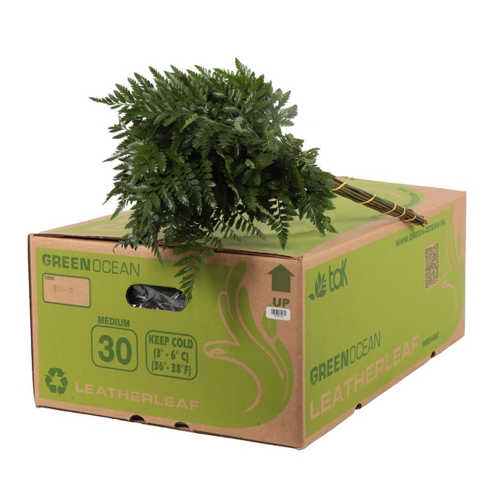 <h4>Lederv. Medium</h4>