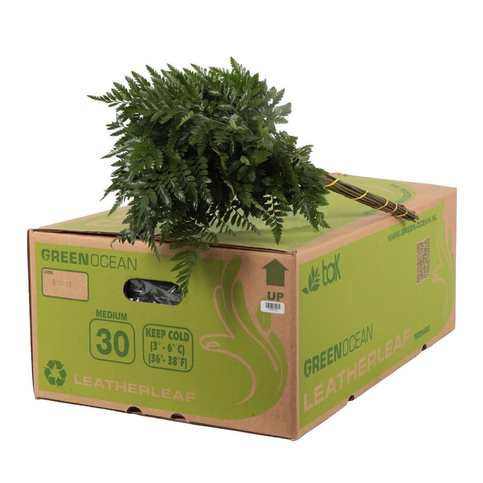 <h4>Lederv. Medium</h4>