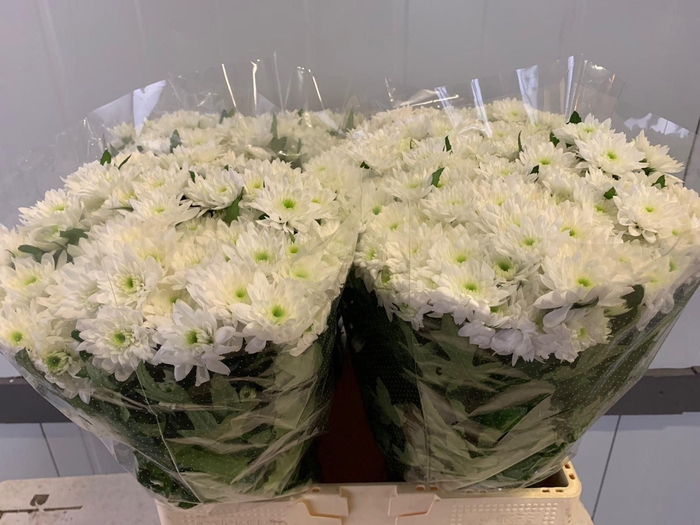 <h4>Chrys Baltica</h4>