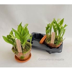 Convallaria majalis