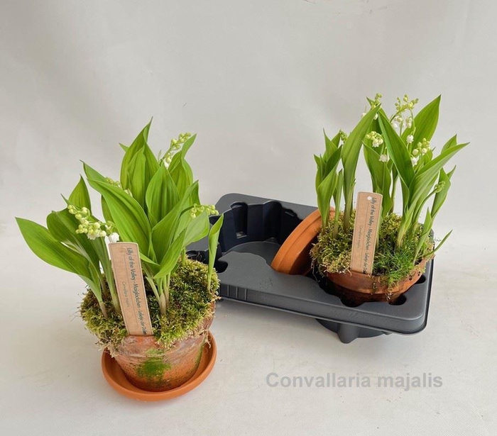 <h4>Convallaria majalis</h4>