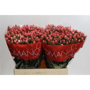 Hyp Sweet Romance 60cm